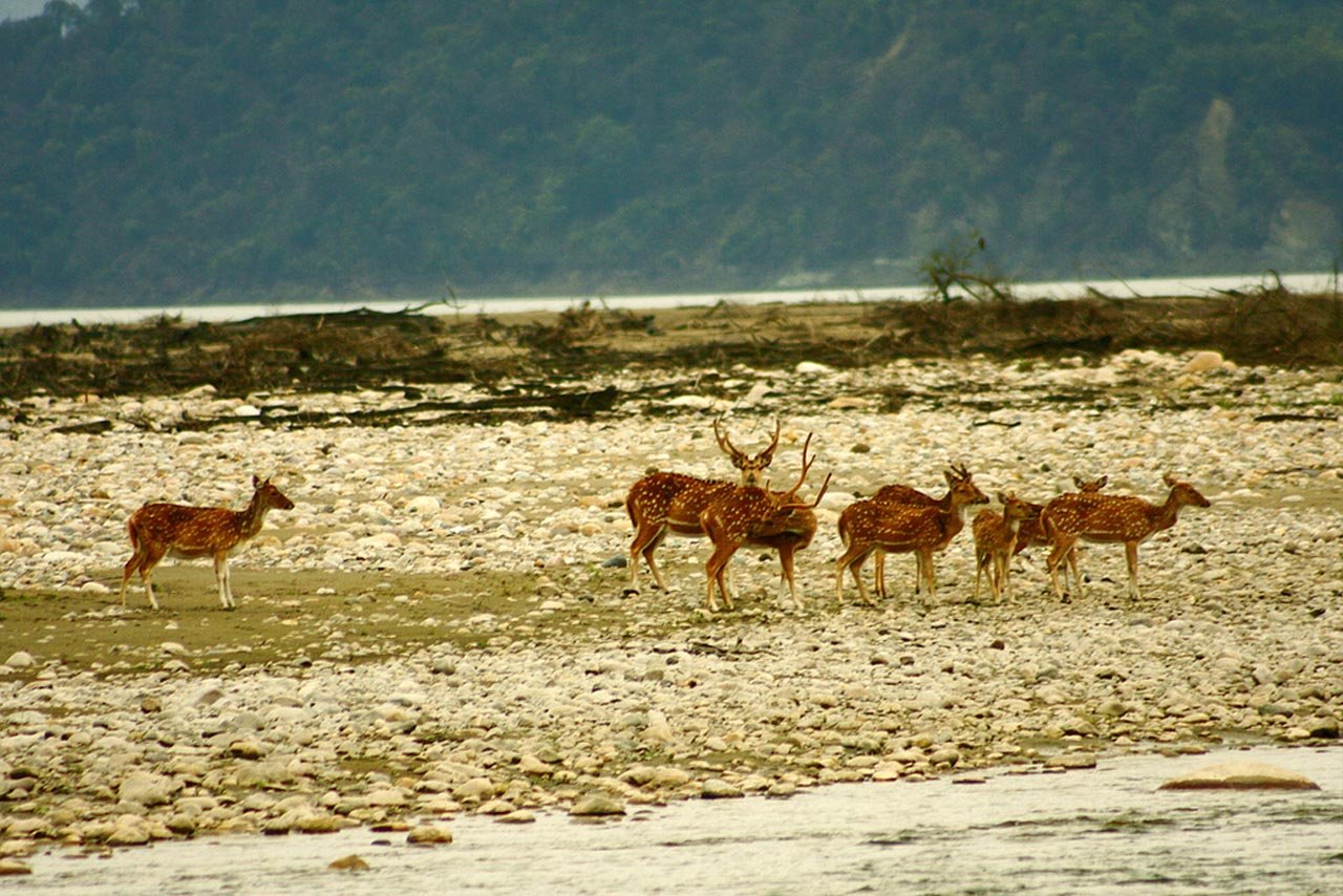 Corbett Dhikala Tour