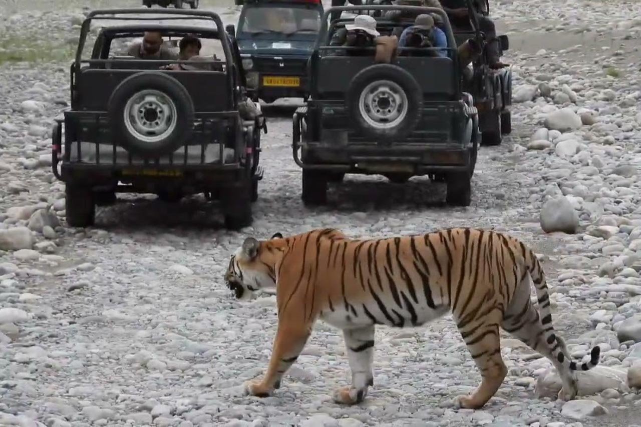 Dhikala Tiger Tour